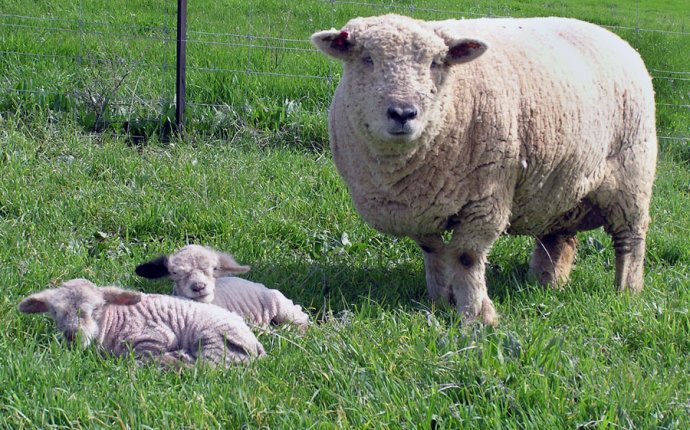 Miniature Sheep Down Under | Harlequin Mini Sheep | Olde English