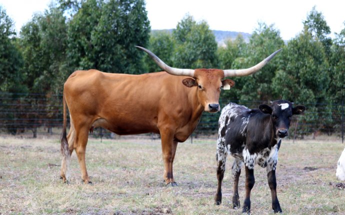 Texas Longhorns Australia Inc. – Promoting the Texas Longhorn