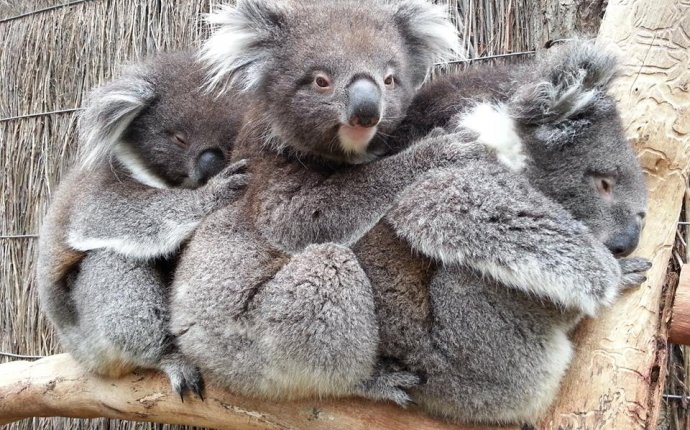 Where to Cuddle a Koala in Australia