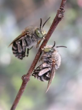Blue-banded bees (Amegilla murrayensis)