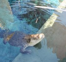 Crocosaurus Cove