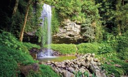 Crystal Shower Falls, Dorrigo National Park. Photo: R Cleary Seen Australia/OEH.