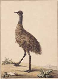 Emu watercolour by Sarah Stone c. 1790