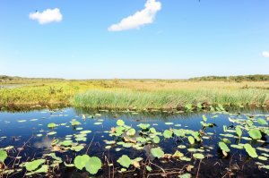 Fogg Wetlands