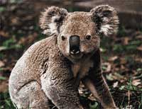 Koala at Taronga Zoo