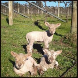 Lamb triplets
