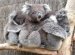 Holding Koala in Australia
