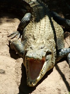 salt water crocodile darwin australia