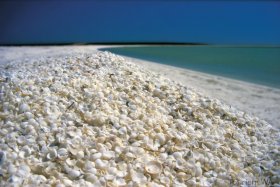 Shell Beach, Shark Bay