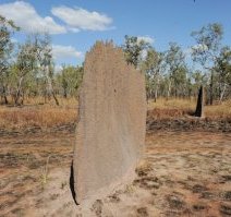 Termite Mound