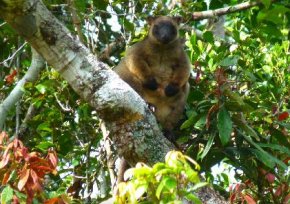 Tree kangaroo at Malanda Falls Caravan Park, Malanda, Queensland, Australia. Photo: Malanda Falls Caravan Park