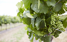 Vineyards, Hunter Valley